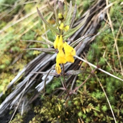 Melampyrum sylvaticum