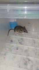 Mus minutoides minutoides