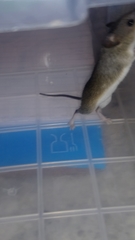 Mus minutoides minutoides