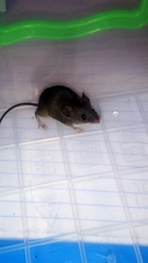 Mus minutoides minutoides