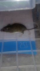 Mus minutoides minutoides