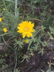 Heterotheca camporum