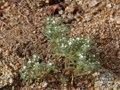 Cryptantha echinella