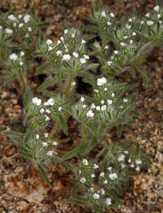 Cryptantha echinella