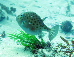 Anoplocapros inermis