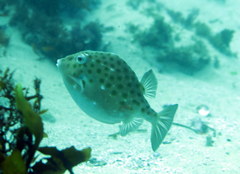 Anoplocapros inermis