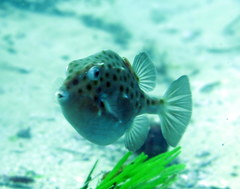 Anoplocapros inermis