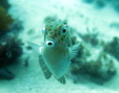 Anoplocapros inermis