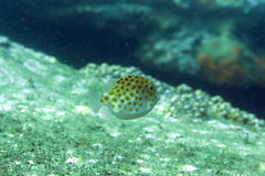 Anoplocapros inermis