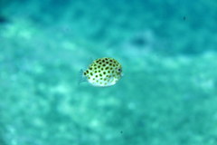 Anoplocapros inermis