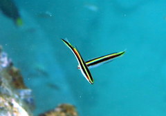 Trachinops taeniatus