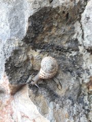 Pseudotachea splendida