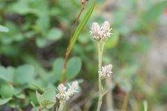 Antennaria dioica