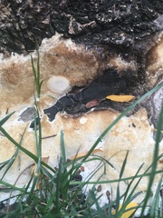 Vanderbylia robiniophila