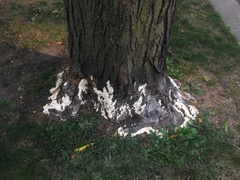 Vanderbylia robiniophila