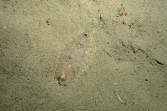 Arnoglossus