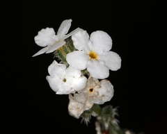 Cryptantha flaccida