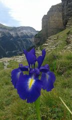 Iris latifolia