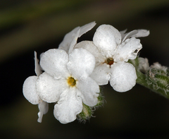 Cryptantha flaccida
