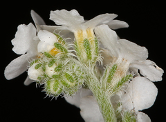 Cryptantha flaccida