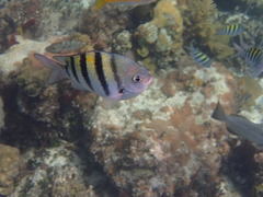 Mycteroperca bonaci