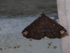 Adrapsa quadrilinealis