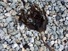 Laminaria hyperborea