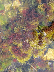 Gongolaria barbata