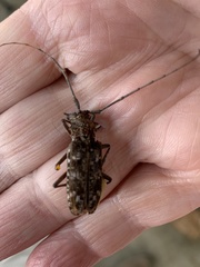 Monochamus titillator