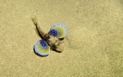 Chelidonichthys lucerna