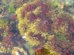 Gongolaria barbata