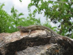 Lesser Ornate Whorltail Iguana photo 2