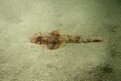 Chelidonichthys obscurus