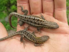 Lesser Ornate Whorltail Iguana photo 5