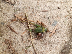 Barbitistes constrictus