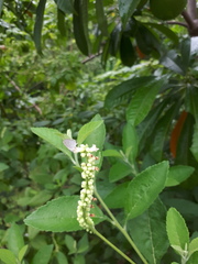 Zizula hylax pygmaea