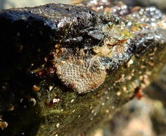 Schizoporella unicornis