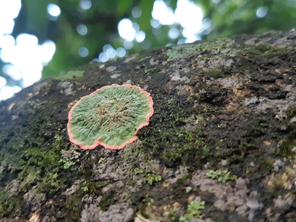 Herpothallon roseocinctum