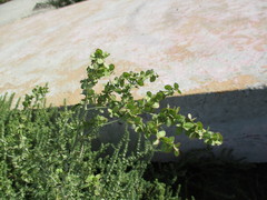 Atriplex micrantha