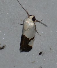 Ponometia cuta