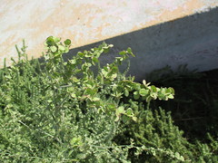 Atriplex micrantha