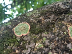 Herpothallon roseocinctum