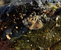 Amphipholis squamata