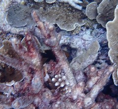 Plectroglyphidodon apicalis