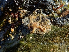 Amphipholis squamata