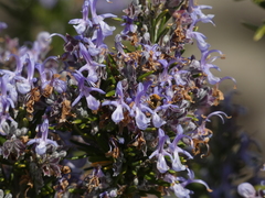 Osmia rufohirta