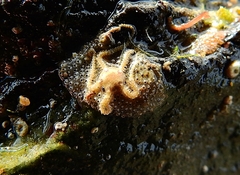 Amphipholis squamata