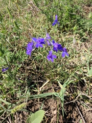 Delphinium consolida paniculatum