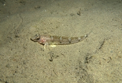 Four-Spotted Goby photo 2
