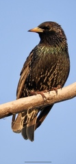 Sturnus vulgaris